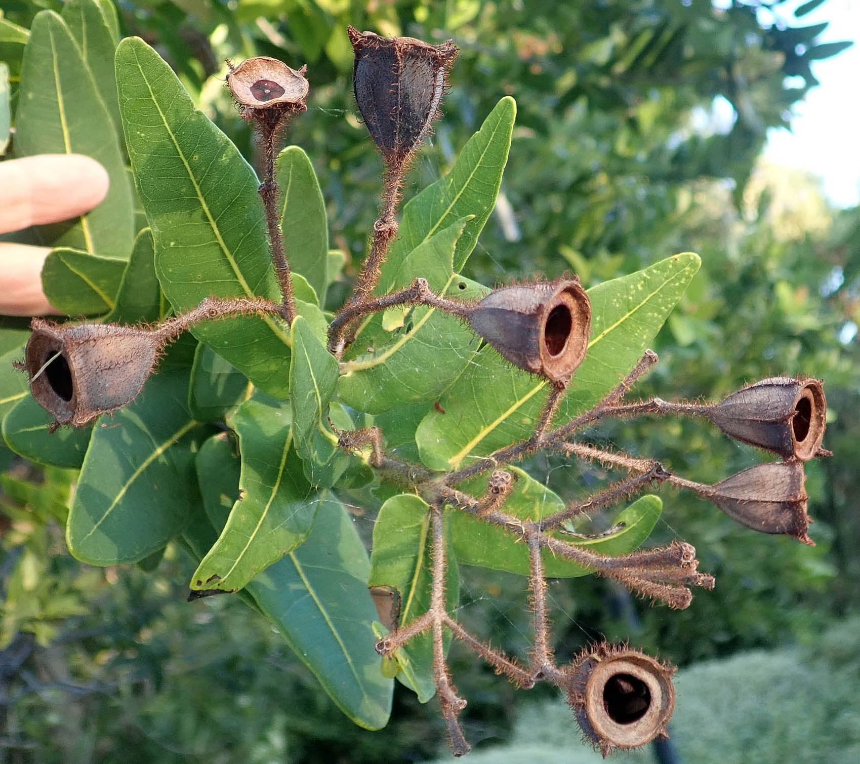 angophora-hispida-leaves-fruits-kings-park