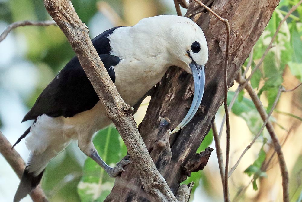 ankafasika-vanga-sickle-billed