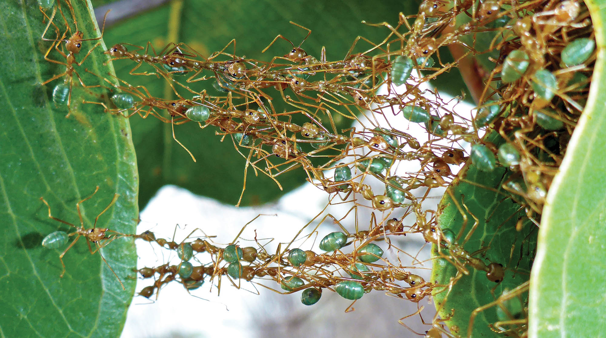 ant-green-bridge-kimberley