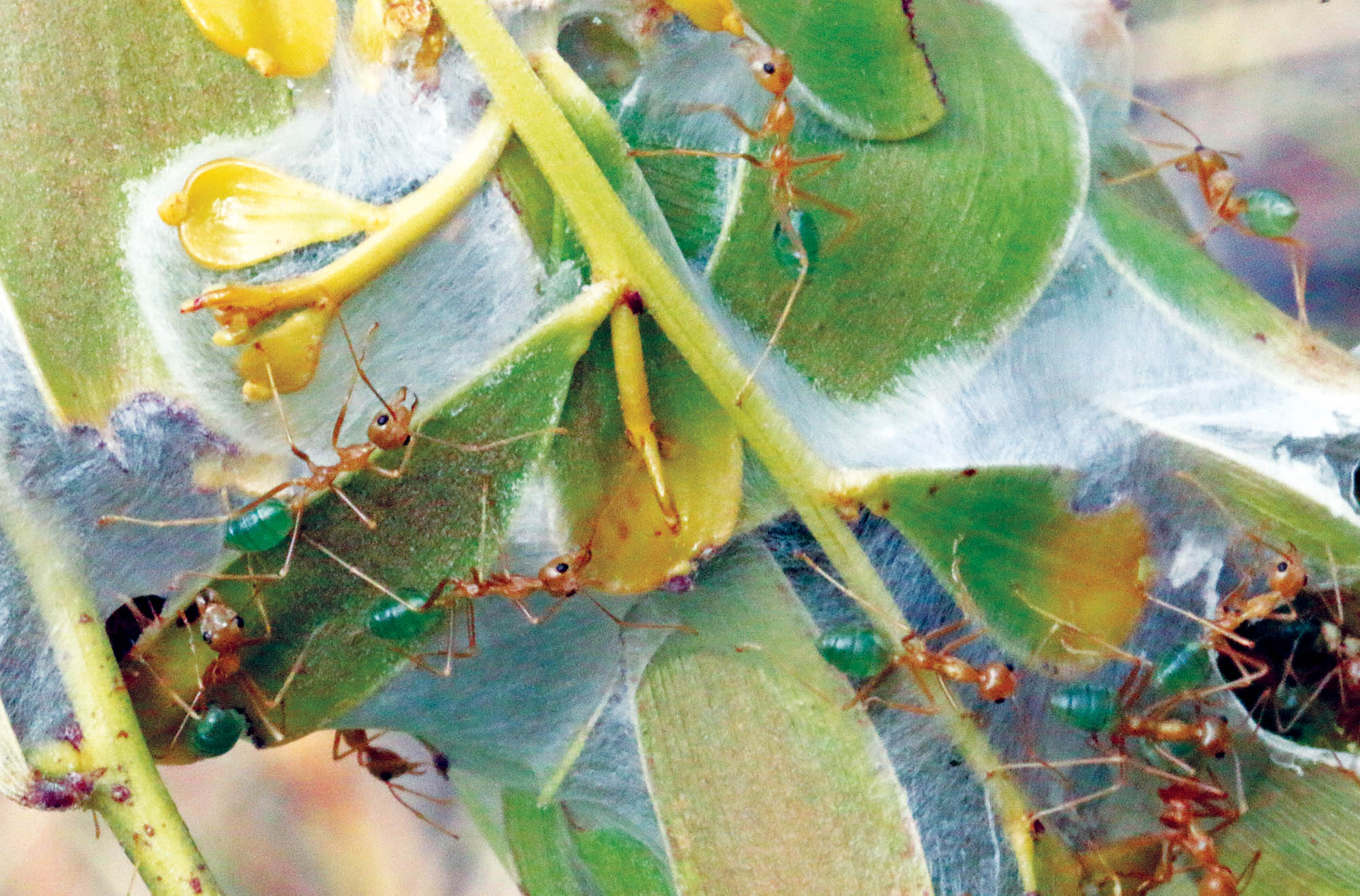 ant-green-silk-bigge