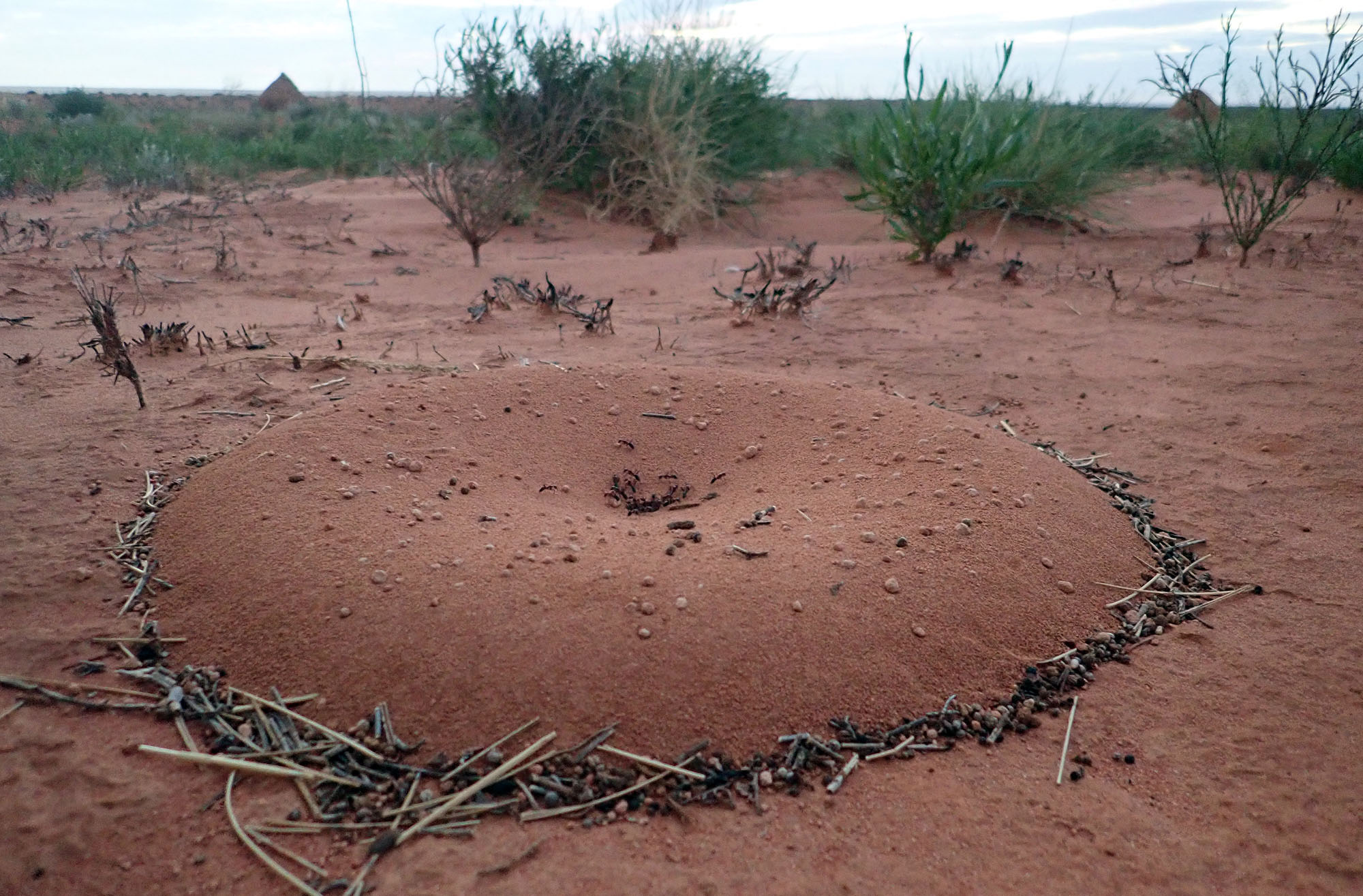 ant-nest-round-iridomyrmex-exmouth