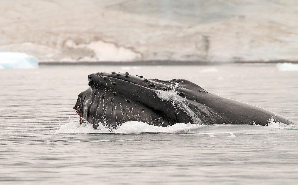 humpack-feeding-antarctica