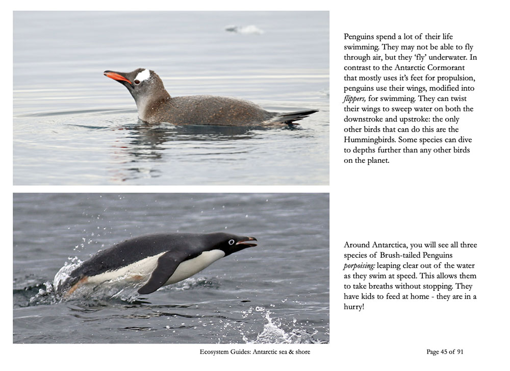 antarctic book page 45