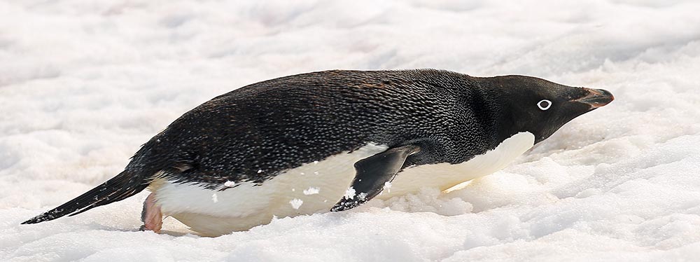 antarctica-penguin-belly