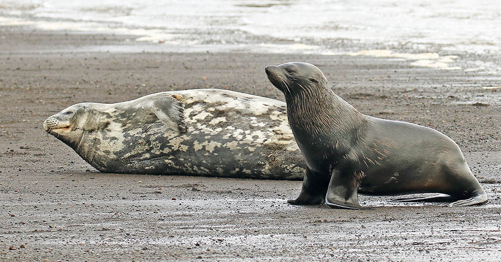 antarctica-two-types-seals
