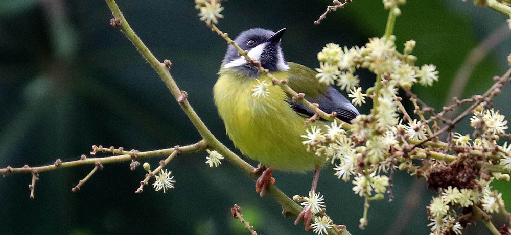 apalis-black-winged-bwindi