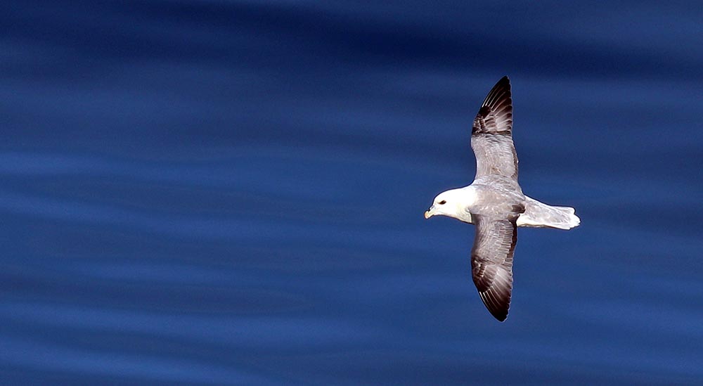 Northern Fulmar (image by Damon Ramsey)