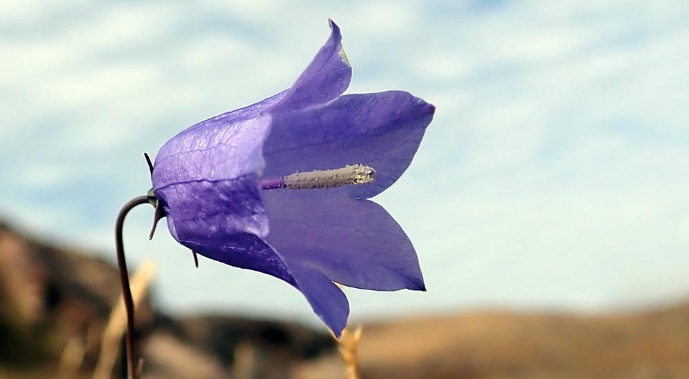 arctic-harebell