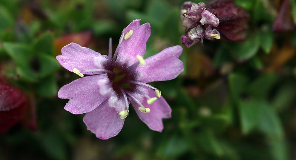 arctic-moss-campion