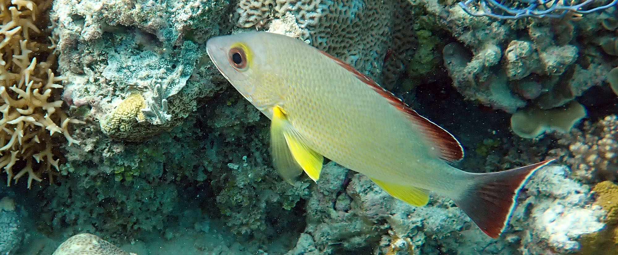 ashmore-black-tailed-snapper-