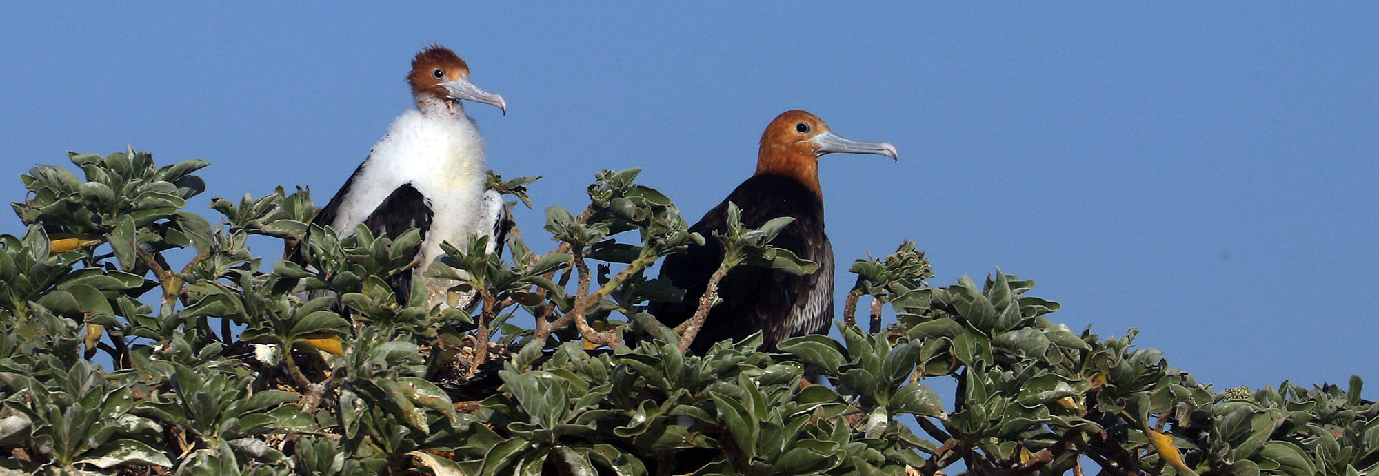 ashmore-frigatebird-mom-and-young