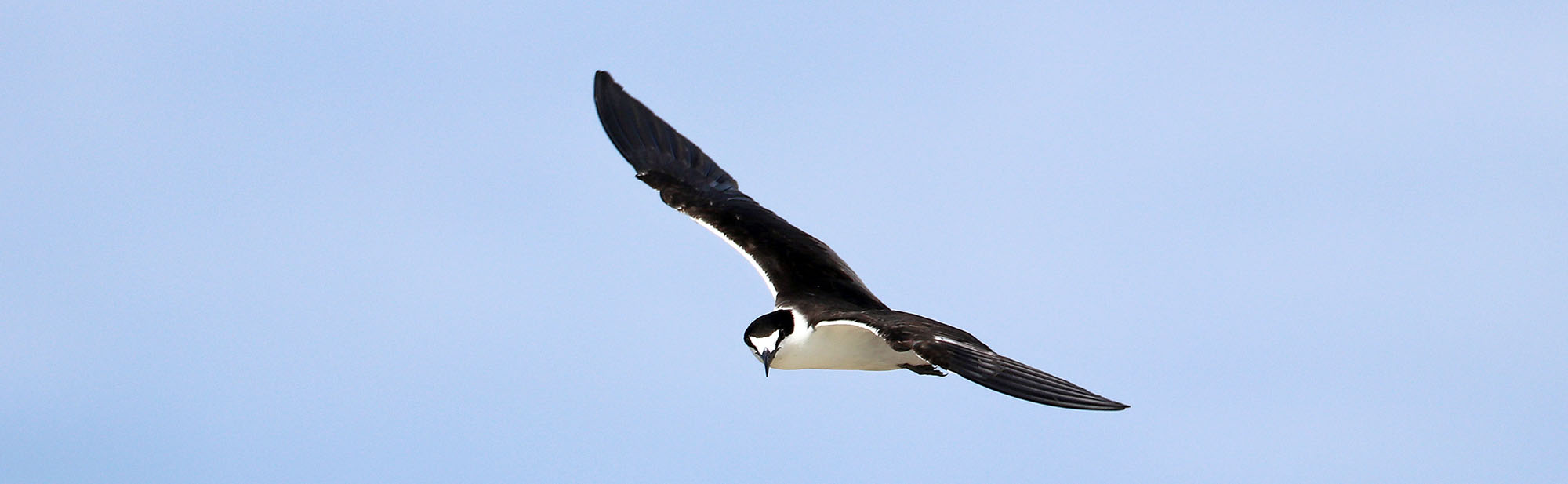 ashmore-sooty-tern