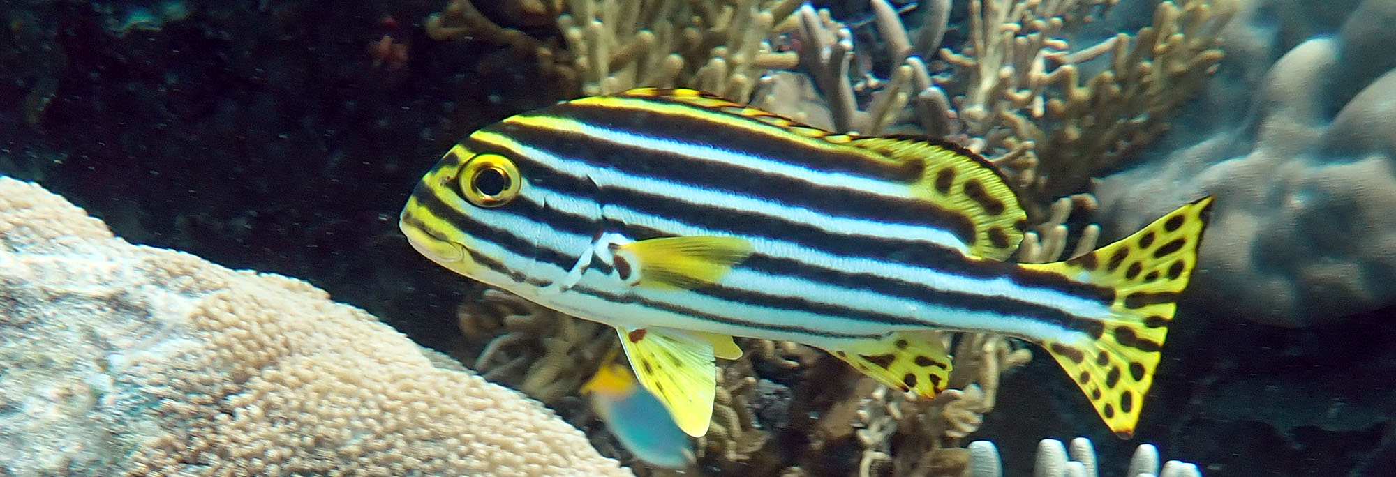 ashmore-striped-sweetlips