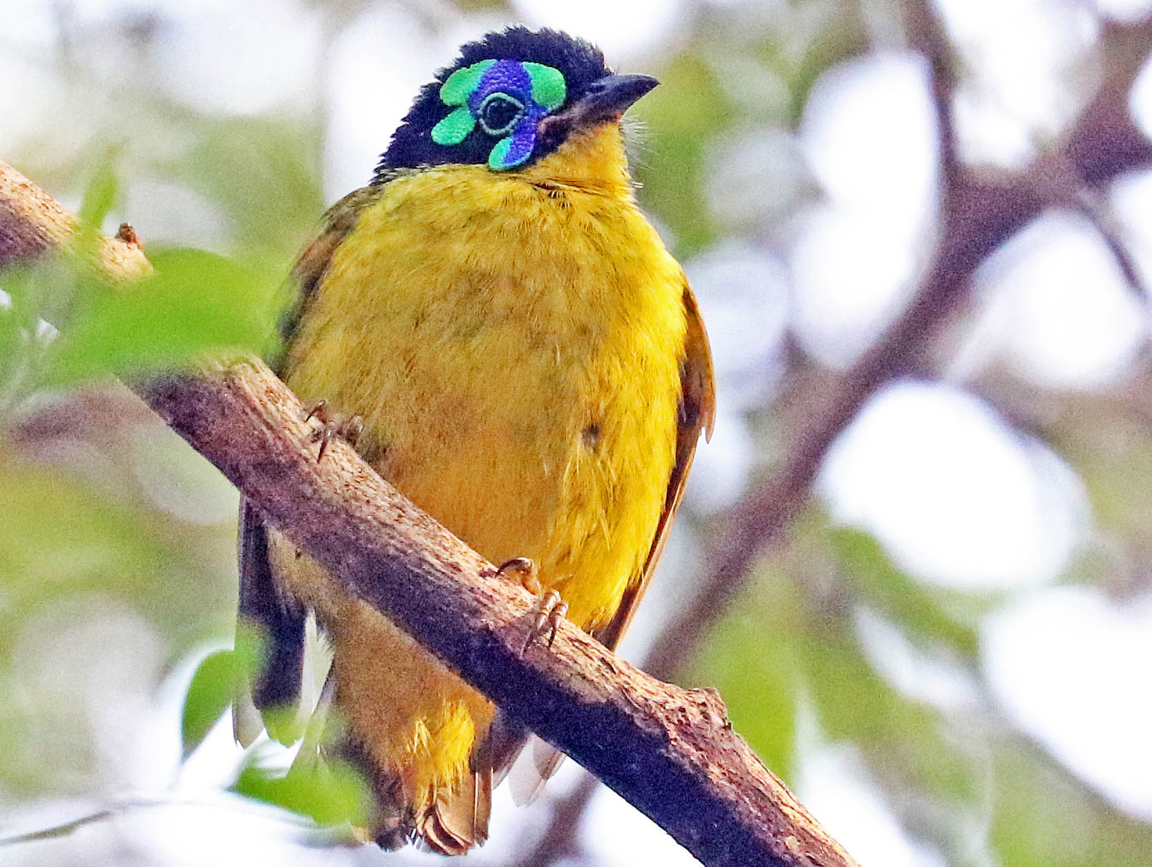 asity-schelgels-madagascar