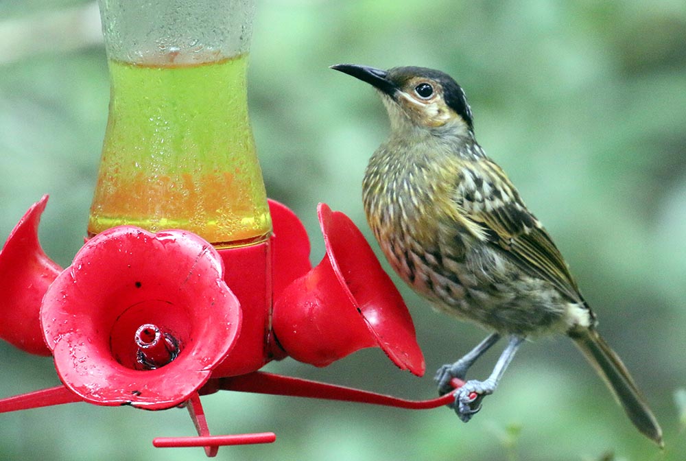 Nature Mates - Wild bird feeders in Australia