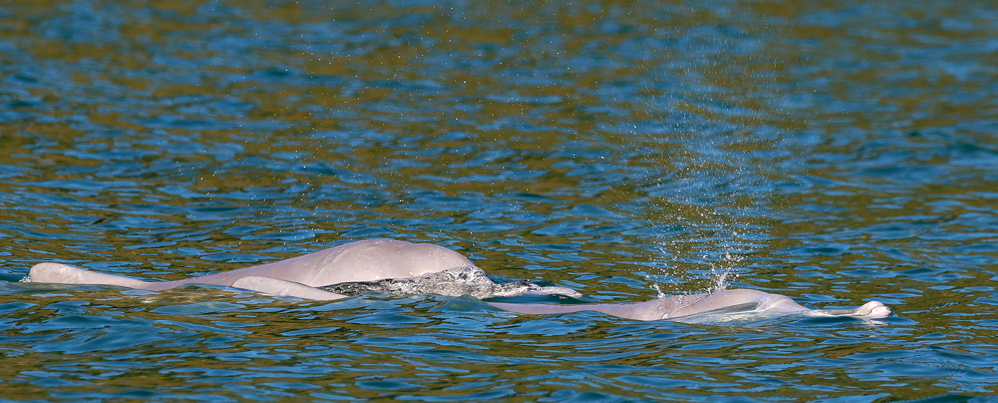 australain-humpback-dolphin-king-george- australain-humpback-dolphin-king-george-