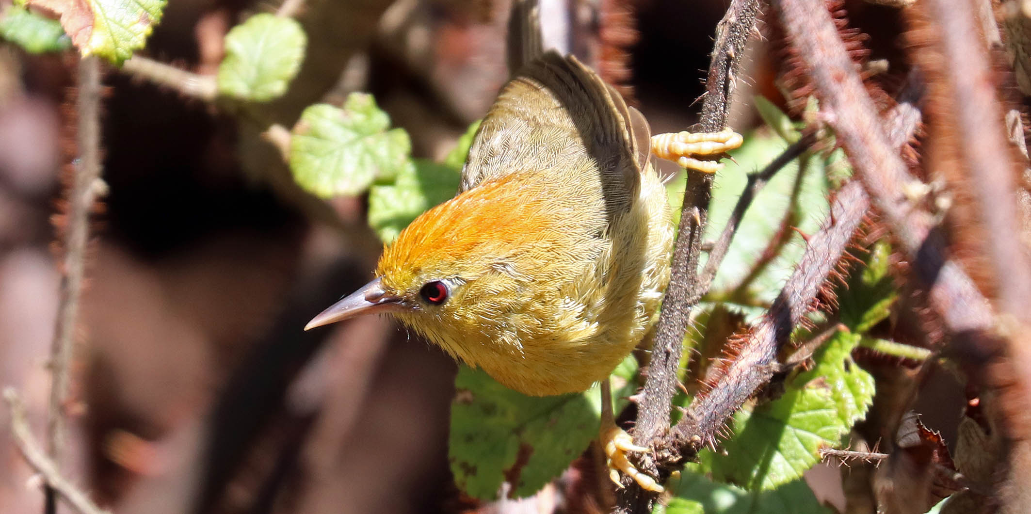 babbler-rufous-capped-bhutan