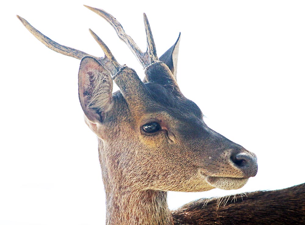 bali-barat-muntjac