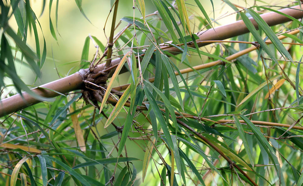 bamboo-bwindi-uganda