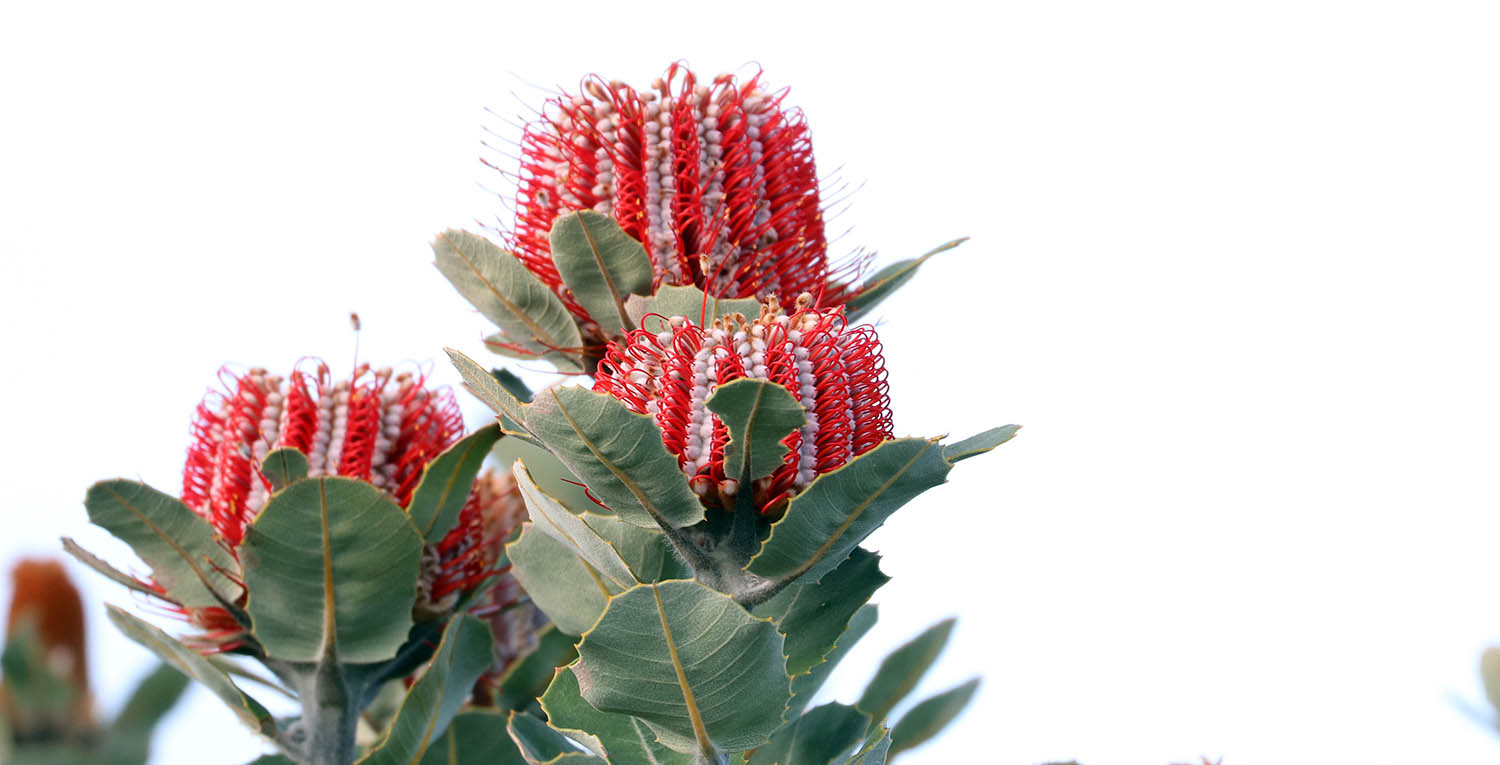 Scarlet Banksia (image by Damon Ramsey)