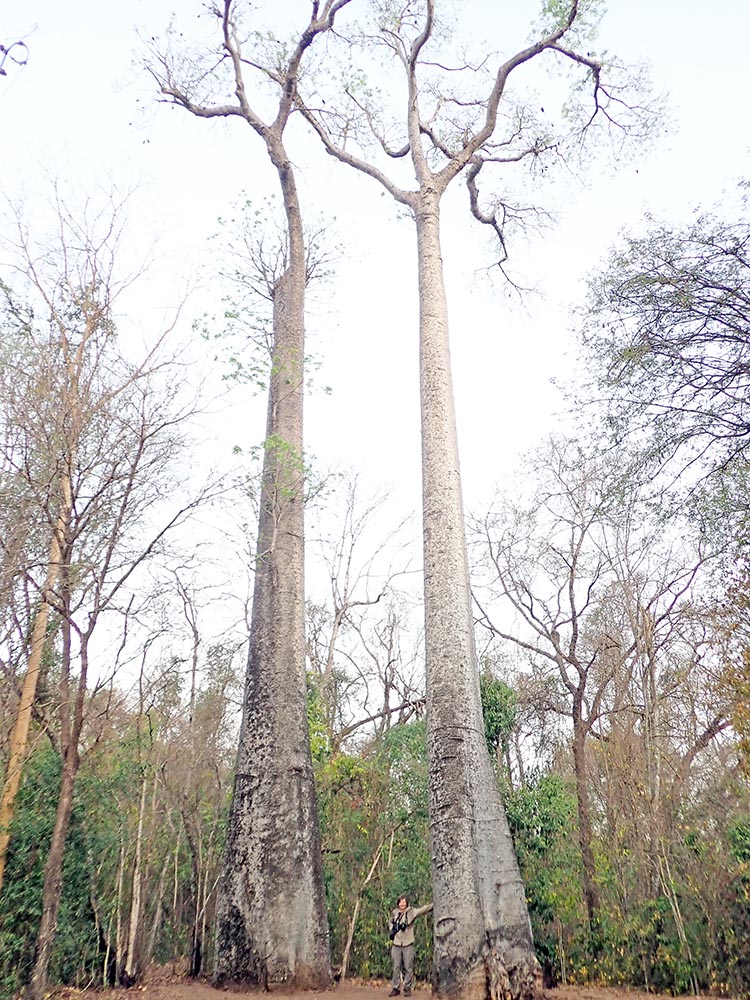 baobabs-north-western