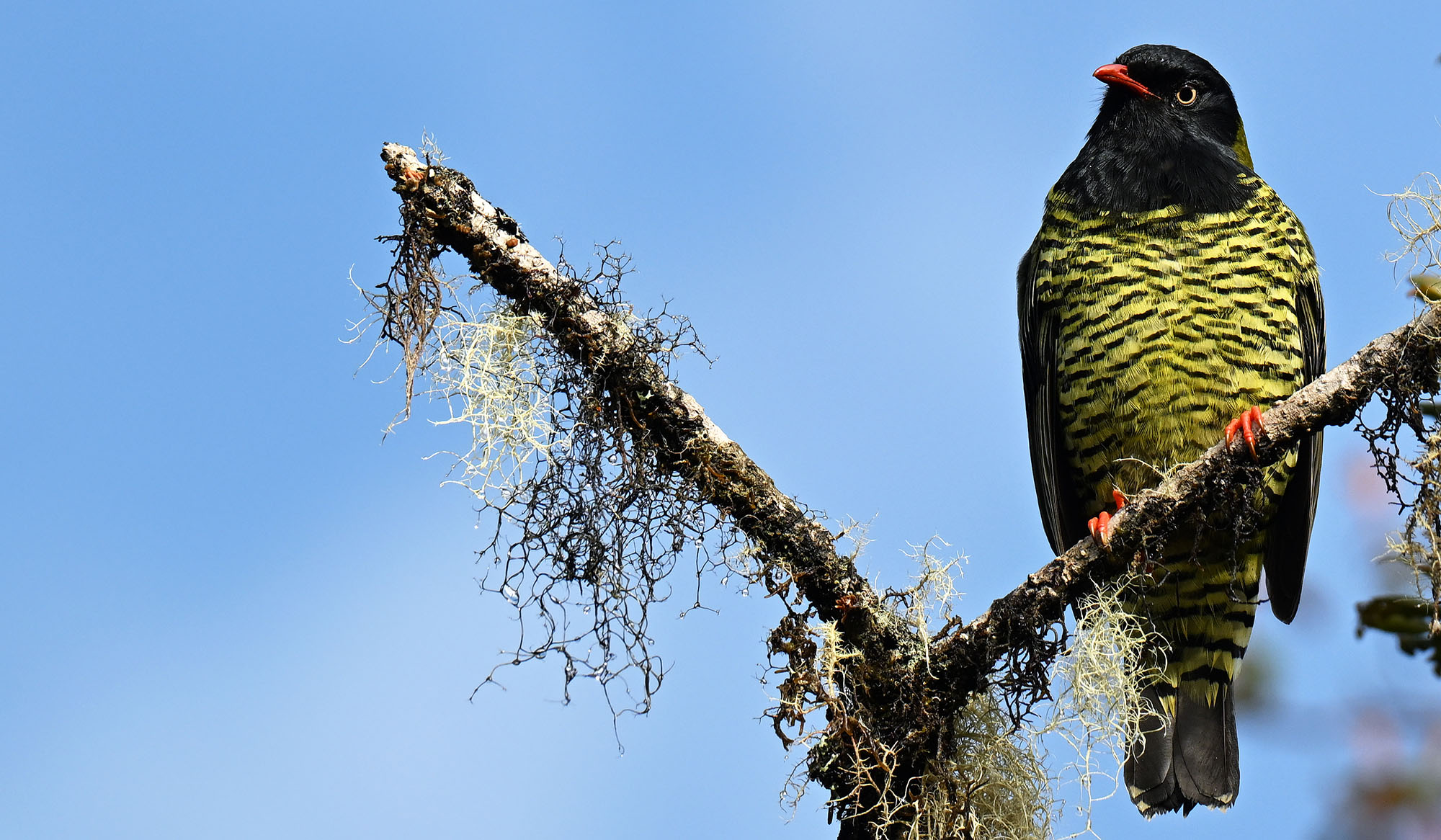 death-road-barred-fruit-eater-