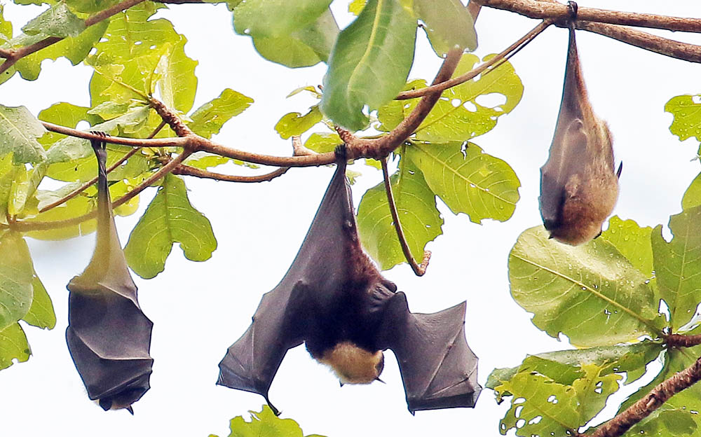 bat-fruit-lautoka-fiji