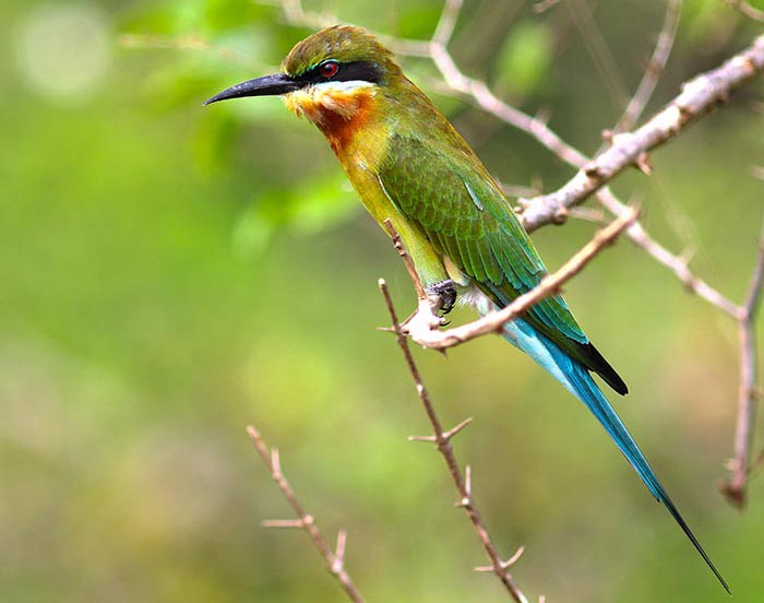 bee-eater-blue-tailed-yala