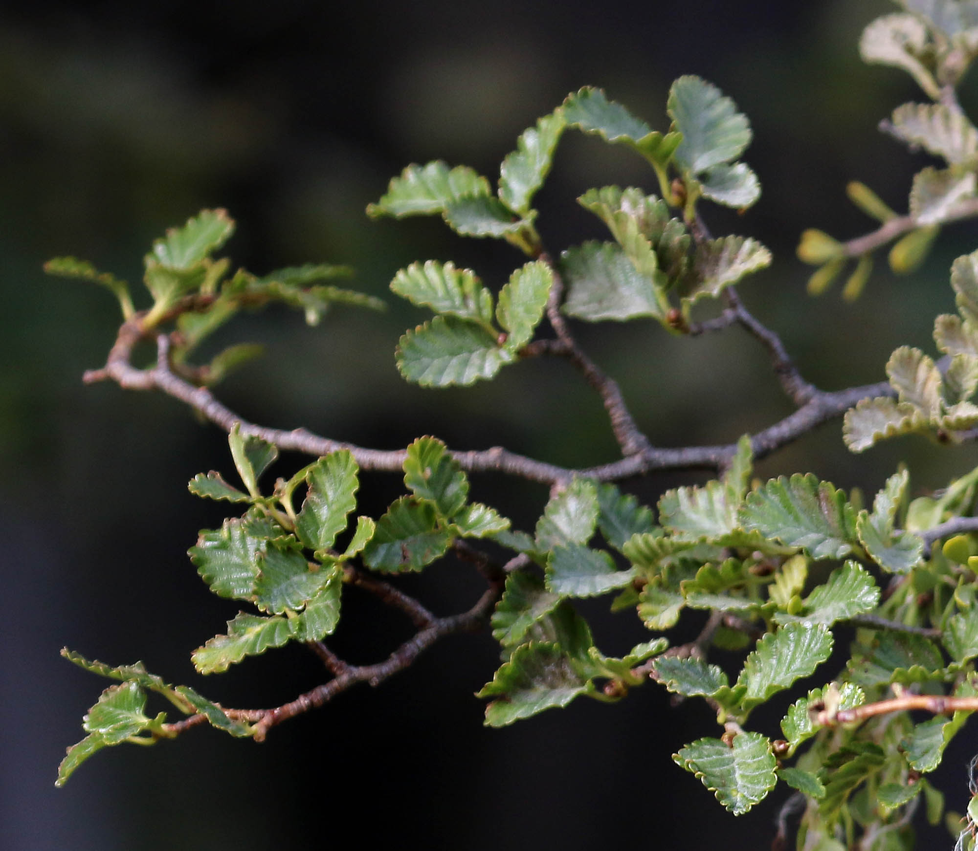 beech-nothofagus-leaves-ushuaia-square