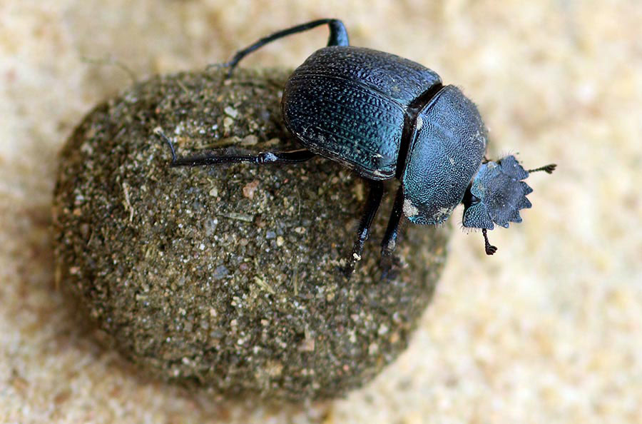 beetle-dung-yala-2