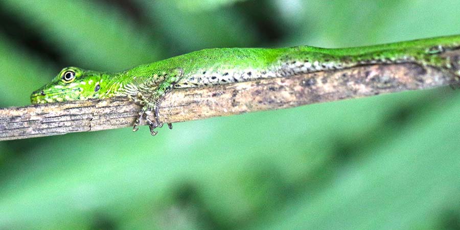 bellavista-green-liazrd