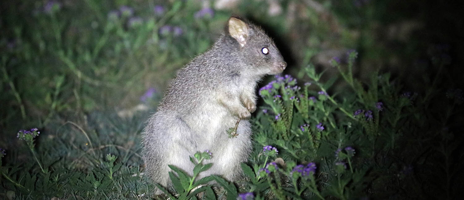 Rufous Bettong (image by Damon Ramsey)