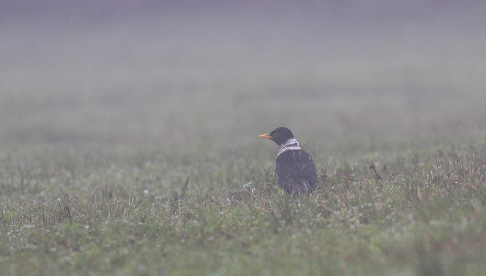 bhuatn-mist-bird