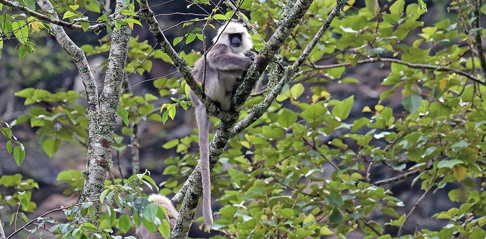 bhutan-langur