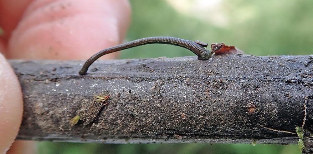 bhutan-leech