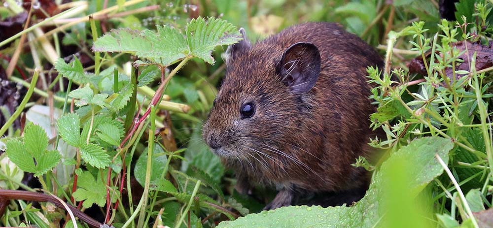 bhutan-pika