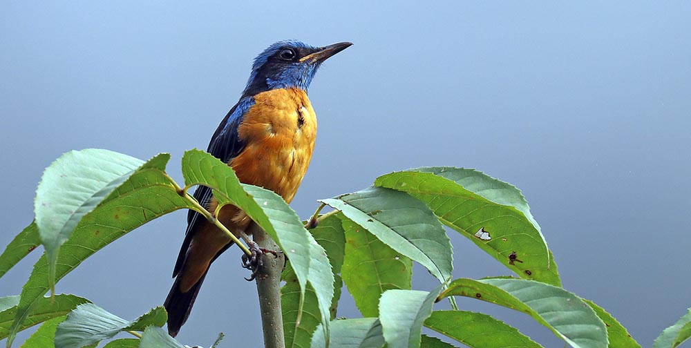 bhutan-rock-thrush