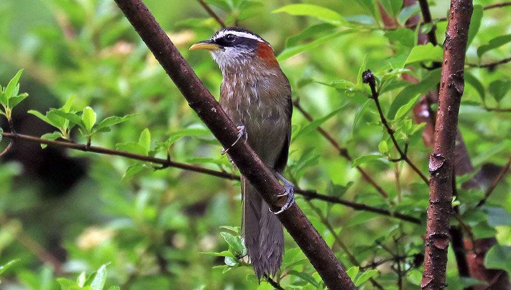 bhutan-scimitar-babbler