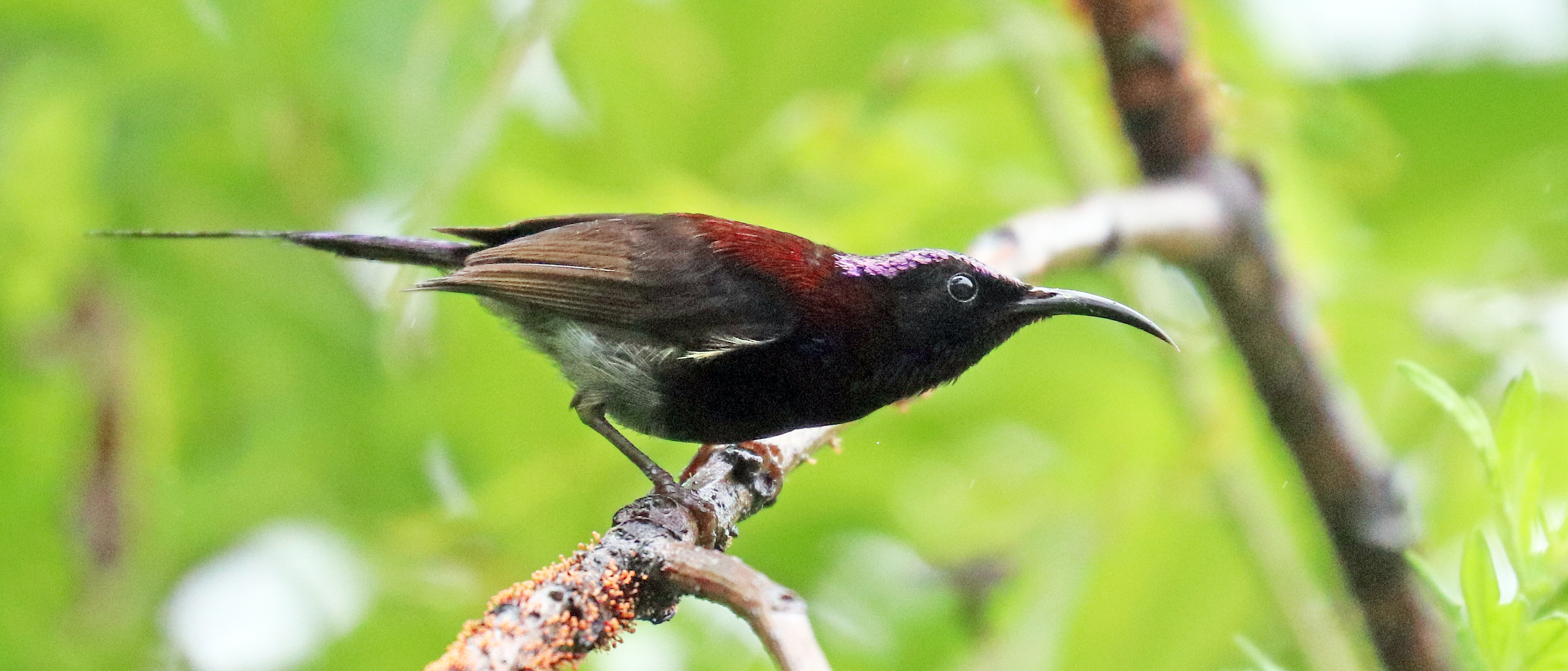 bhutan-sunbird-throated-2