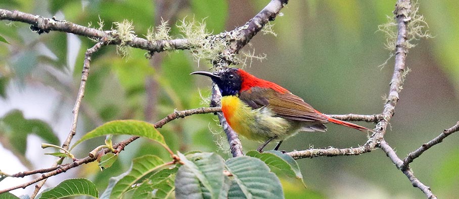 bhutan-sunbird-fire-tail