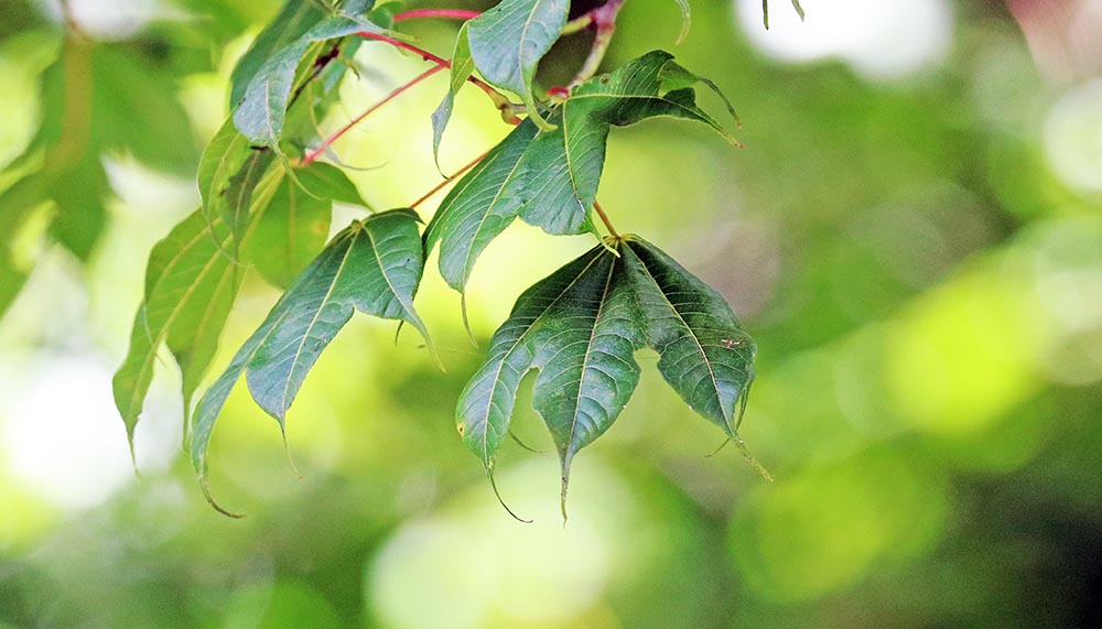 bhutan-tree