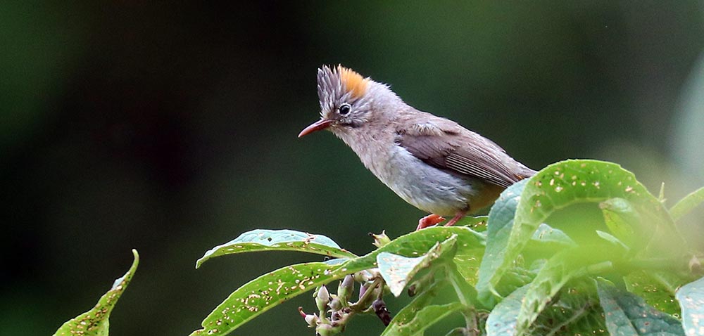 bhutan-rufous-vented-yuhina