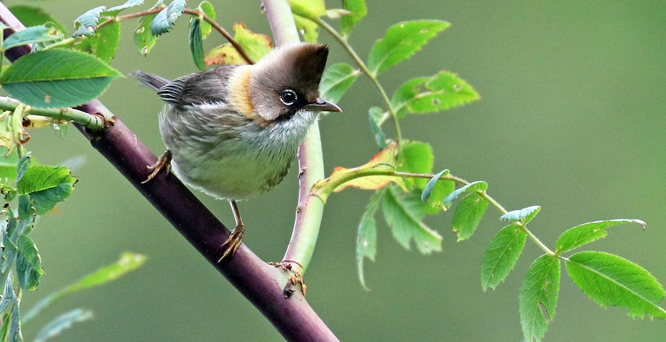 bhutan-whiskered-yuhina