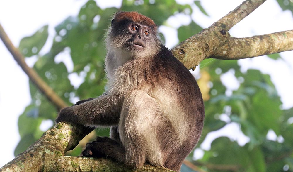 bigodi-red-colobus