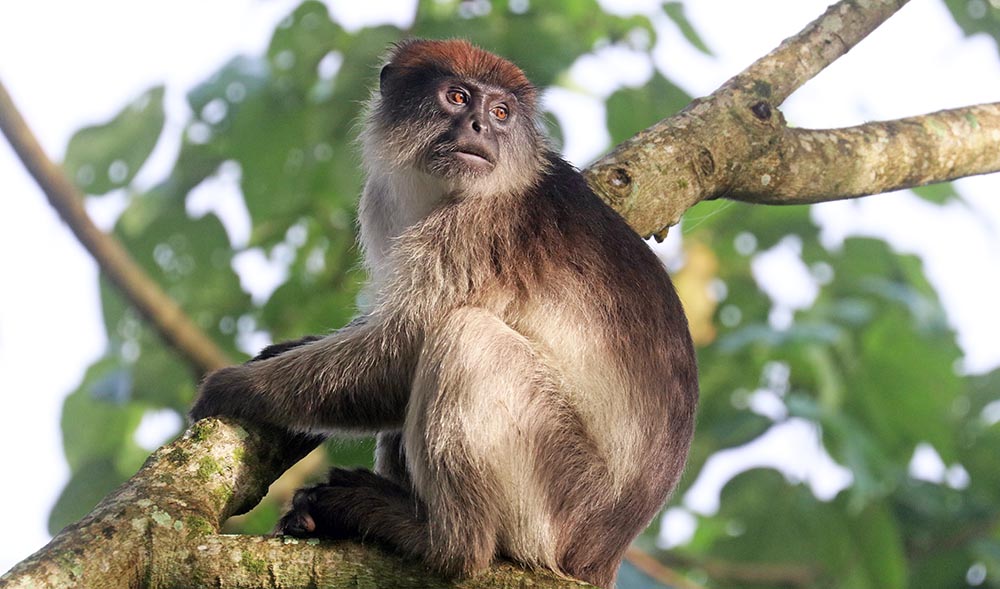 bigodi-red-colobus