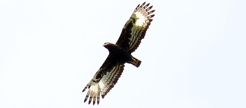 bigodi-eagle
