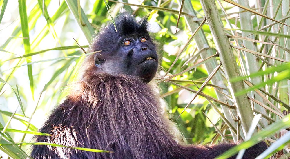 Grey-cheeked Mangabey