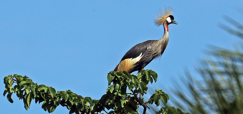 bigodi-Grey-crowned-Crane