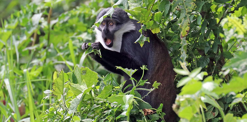 L'Hoest's Monkey (image by Damon Ramsey)