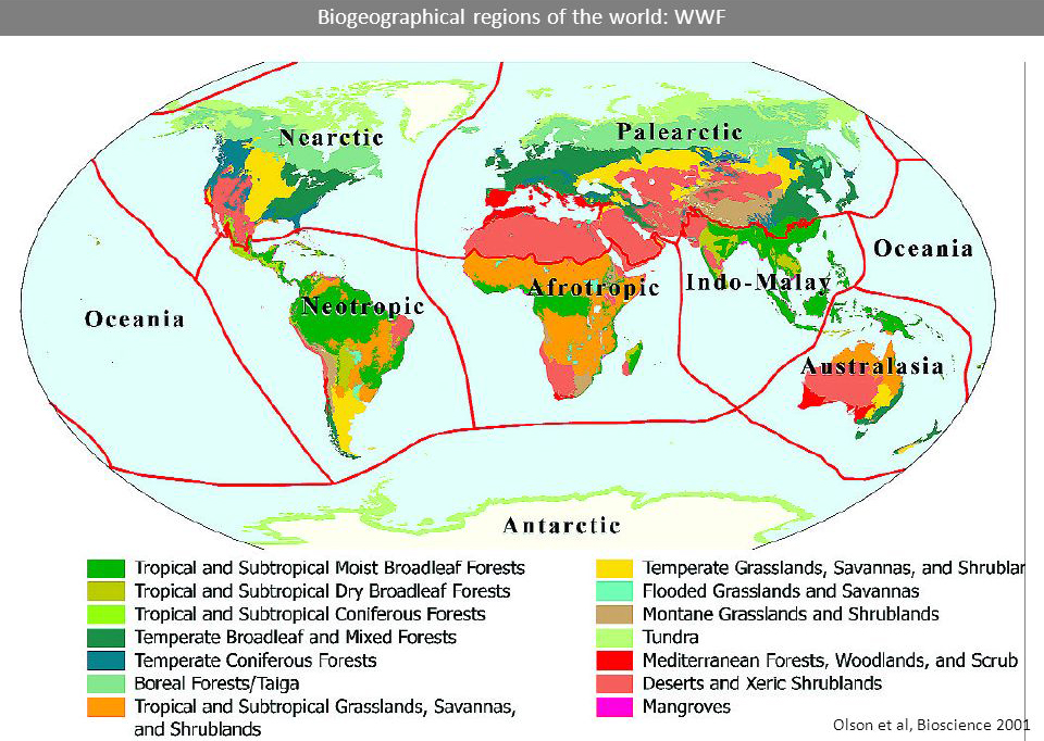Species richness by biogeographical area and provinces